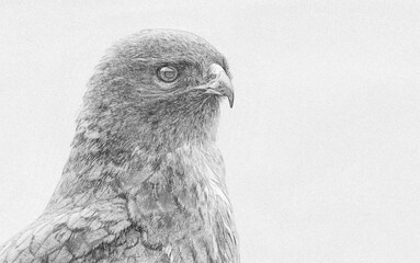 Common buzzard (Buteo buteo) sketch
