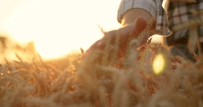 Close up shot of man hand running through wheat ears in golden field in countryside. Harvesting. Caucasian male farmer fingers touching wheat while walking in farm outdoors on sunset. Harvest concept