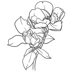 Hand drawn vector of rose flower isolated on white background for coloring page. Black and white  stock illustration of plant for coloring book.