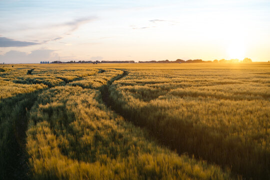 Prarie farm wheat field at sunset.