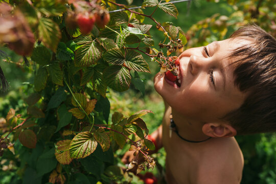 Happy, shirtless boy picking raspberries in summer