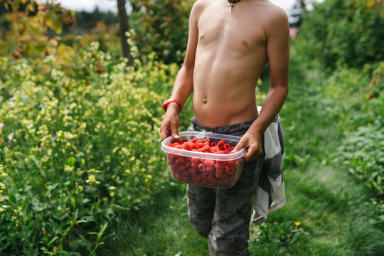 Shirtless boy picking raspberries in summer