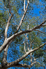 Trees at the tropical rain forest, Rio