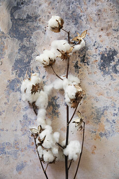Close up of cotton tree branch against a textured background
