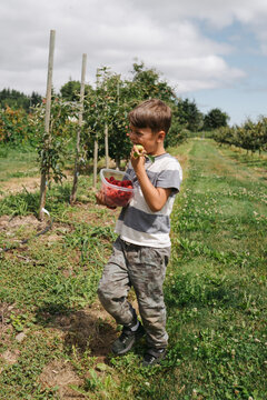 Happy, shirtless boy picking raspberries in summer