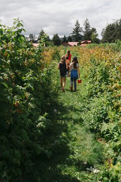 Young friends picking raspberries in summer
