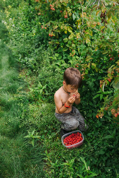 Happy, shirtless boy picking raspberries in summer