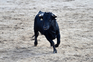 spanish black bull