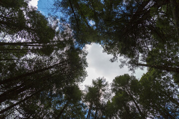 Obraz premium Bottom view of tall old trees in forest of izta-popo nature reserve .