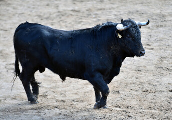 spanish black bull