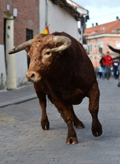 toro español en un espectaculo de toreo en españa