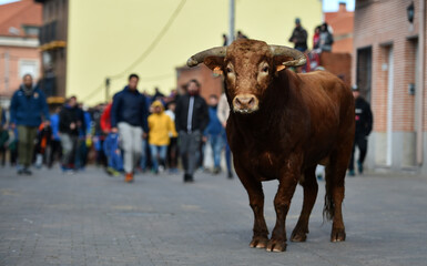 toro español en un espectaculo de toreo en españa