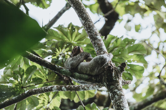 Sloths in the Costa Rican Jungle