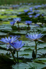 A photograph of blue water lilies with beautiful reflection