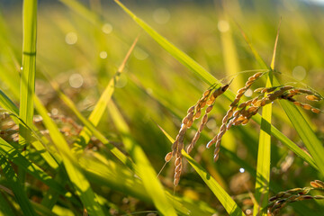 Paddy field with beautiful water drops shining against the sun