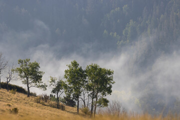 Fog on Grouse Mountain