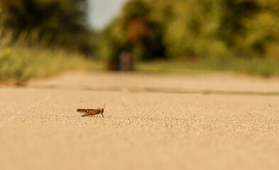 Grass Hopper On The Road