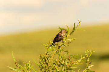 bird on a meadow