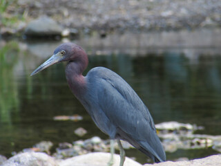 Great Blue Heron