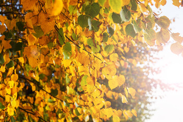 Deciduous trees in autumn change the color of their leaves from green to yellow environmental...