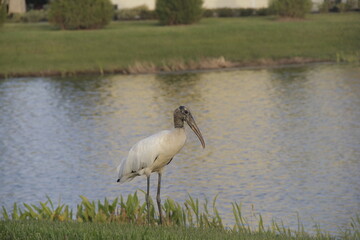 aver caminando en el cesped cerca de un rio en florida, naturaleza en area residencial