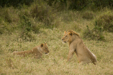 Fototapeta na wymiar Lions in the Maasai Mara