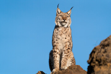 Eurasian lynx portrait