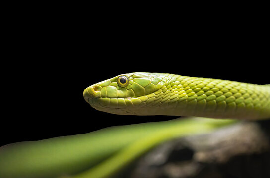 Green Mamba