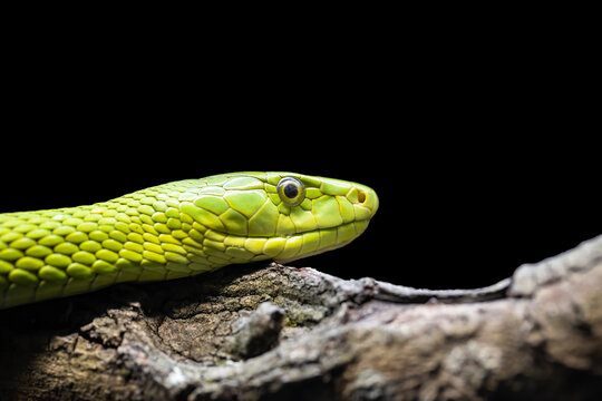 Green Mamba
