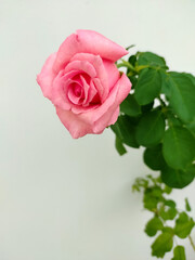 Blossom pink rose with green leaves on white background 3