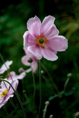 close up of pink anemone blooming in the garden