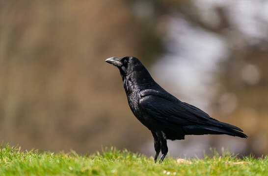 Common raven in natural habitat