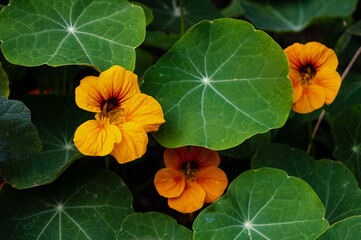 close up of golden nasturtium flowers and foliage 