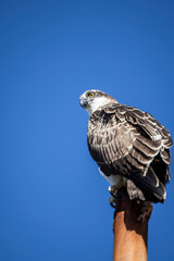 Large Osprey perched on post with blue sky