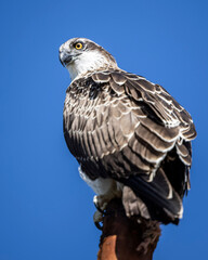 Large Osprey perched on post with blue sky