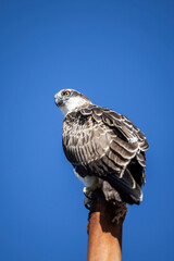 Large Osprey perched on post with blue sky