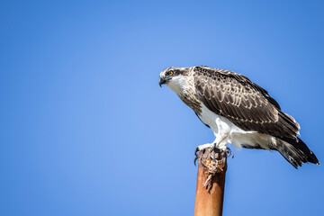 Large Osprey perched on post with blue sky