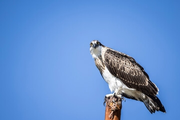 Large Osprey perched on post with blue sky