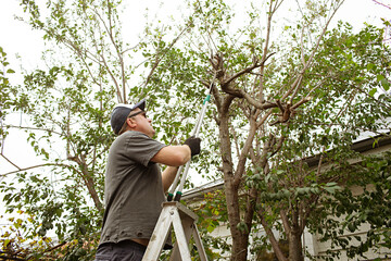 Middle age man on a ladder in the garden doing work