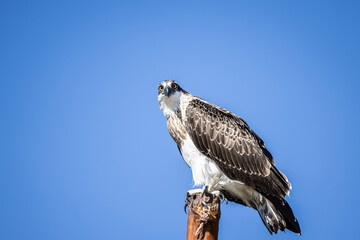 Large Osprey perched on post with blue sky