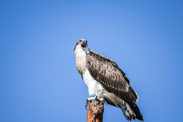 Large Osprey perched on post with blue sky