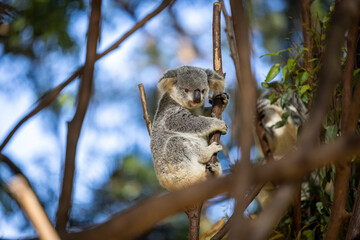 Baby koala climbing and eating around a tree with eucalyptus leaves © Orion Media Group