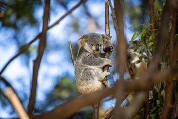 Rolgordijnen Baby koala climbing and eating around a tree with eucalyptus leaves © Orion Media Group