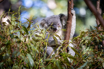 Baby koala climbing and eating around a tree with eucalyptus leaves