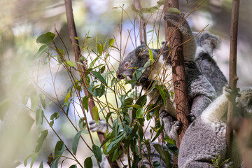 Baby koala climbing and eating around a tree with eucalyptus leaves