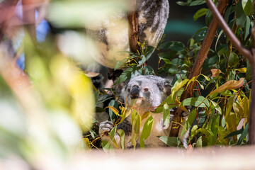 Baby koala climbing and eating around a tree with eucalyptus leaves
