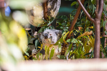 Baby koala climbing and eating around a tree with eucalyptus leaves