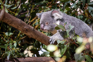 Baby koala climbing and eating around a tree with eucalyptus leaves