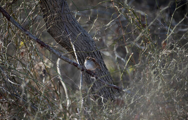 White Throated Sparrow