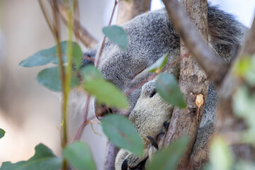 Baby koala climbing and eating around a tree with eucalyptus leaves